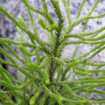 Lycopodium deuterodensum (Bushy Club Moss) at Tallaganda State Forest - 23 Apr 2022 by Liam.m