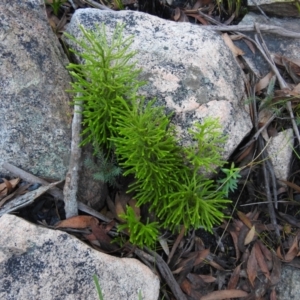 Pseudolycopodium densum at QPRC LGA - 24 Apr 2022