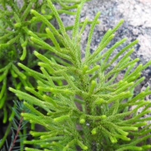 Pseudolycopodium densum at QPRC LGA - 24 Apr 2022