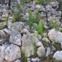 Pseudolycopodium densum at QPRC LGA - 24 Apr 2022