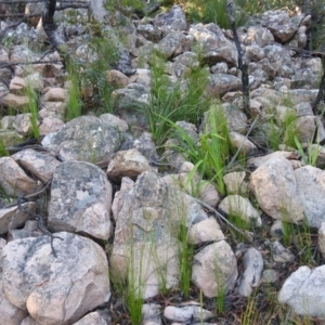 Pseudolycopodium densum at QPRC LGA - 24 Apr 2022