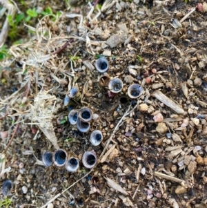 Cyathus sp. at Stromlo, ACT - suppressed