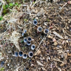 Cyathus sp. (A Bird's Nest Fungus) at Stromlo, ACT - 6 May 2022 by Louisa