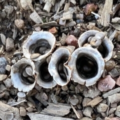 Cyathus sp. at Stromlo, ACT - 6 May 2022