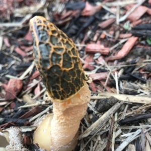 Phallus multicolor at Evans Head, NSW - 7 May 2022