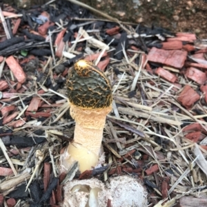 Phallus multicolor at Evans Head, NSW - 7 May 2022