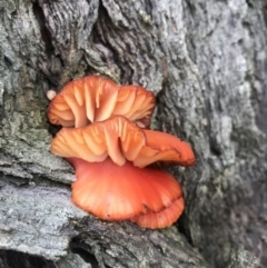 Unidentified Fungus at Evans Head, NSW - 6 May 2022 by AliClaw