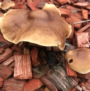 zz agaric (stem; gill colour unknown) at Evans Head, NSW - 7 May 2022 08:47 AM