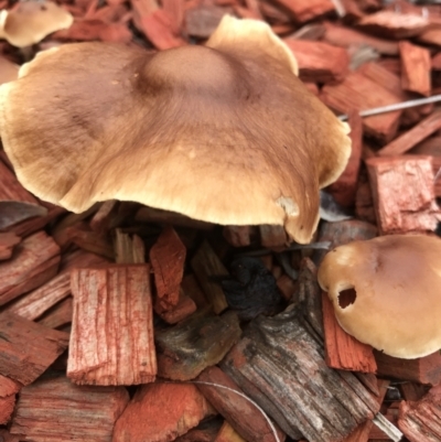 Unidentified Fungus at Evans Head, NSW - 6 May 2022 by AliClaw