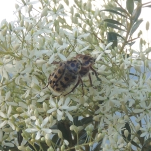 Neorrhina punctatum at Paddys River, ACT - 23 Jan 2022 06:38 PM