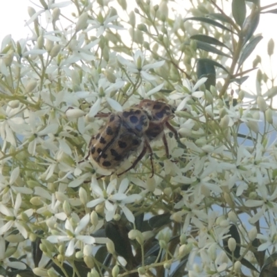 Neorrhina punctata (Spotted flower chafer) at Tidbinbilla Nature Reserve - 23 Jan 2022 by michaelb