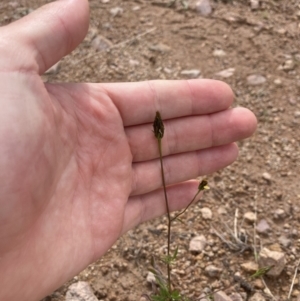 Bidens subalternans at Theodore, ACT - 7 May 2022