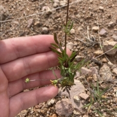 Bidens subalternans at Theodore, ACT - 7 May 2022