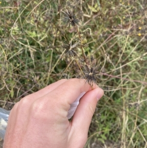 Bidens pilosa at Theodore, ACT - 7 May 2022