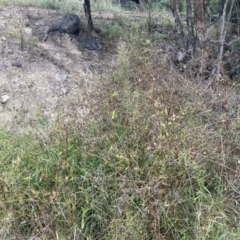 Bidens pilosa at Theodore, ACT - 7 May 2022