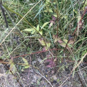 Bidens pilosa at Theodore, ACT - 7 May 2022