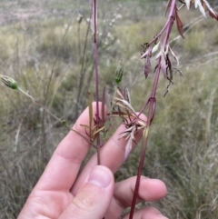 Bidens subalternans (Greater Beggars Ticks) at Theodore, ACT - 7 May 2022 by MattM