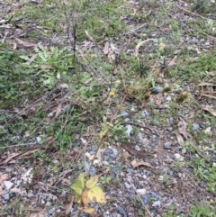 Bidens pilosa (Cobbler's Pegs, Farmer's Friend) at Theodore, ACT - 7 May 2022 by MattM