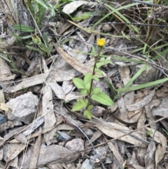 Bidens pilosa (Cobbler's Pegs, Farmer's Friend) at Tuggeranong Hill - 7 May 2022 by MattM