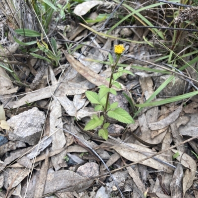 Bidens pilosa (Cobbler's Pegs, Farmer's Friend) at Tuggeranong Hill - 7 May 2022 by MattM