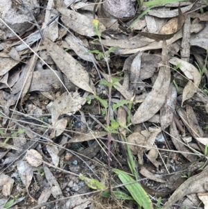 Bidens pilosa at Theodore, ACT - 7 May 2022