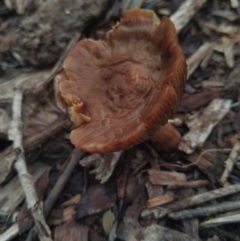 Unidentified Cap on a stem; gills below cap [mushrooms or mushroom-like] (TBC) at suppressed - 7 May 2022 by samcolgan_