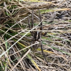 Tasmanicosa sp. (genus) (Unidentified Tasmanicosa wolf spider) at Kaleen, ACT - 7 May 2022 by KMcCue