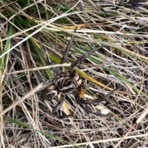 Tasmanicosa sp. (genus) at Kaleen, ACT - 7 May 2022