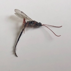 Monomachus antipodalis (A parasitic wasp) at Aranda, ACT - 7 May 2022 by KMcCue