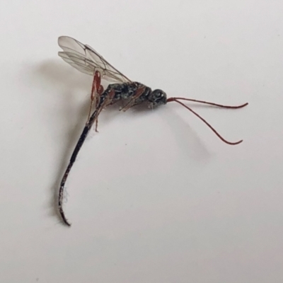 Monomachus antipodalis (A parasitic wasp) at Aranda, ACT - 7 May 2022 by KMcCue
