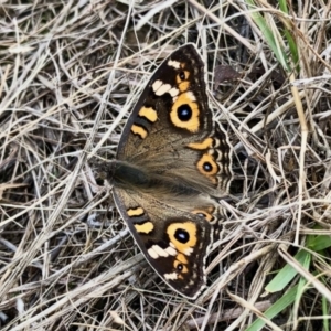 Junonia villida at Lawson, ACT - 7 May 2022 10:55 AM