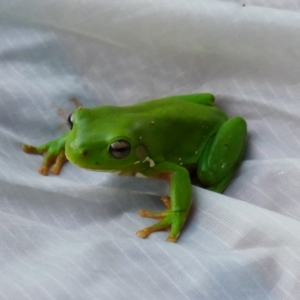 Litoria caerulea at Mungindi, NSW - 20 Apr 2022 06:36 AM