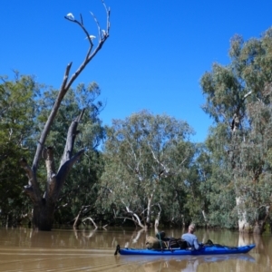 Platalea flavipes at Mungindi, NSW - 21 Apr 2022