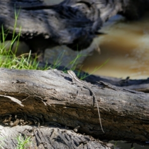 Amphibolurus muricatus at suppressed by MB