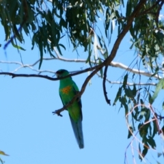 Barnardius zonarius (Australian Ringneck) at Collarenebri, NSW - 22 Apr 2022 by MB