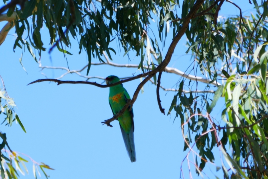 Barnardius zonarius at Collarenebri, NSW - 22 Apr 2022