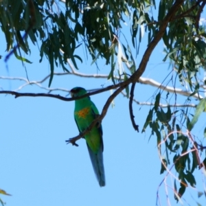 Barnardius zonarius at Collarenebri, NSW - 22 Apr 2022