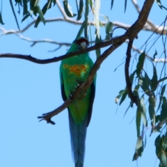 Barnardius zonarius at Collarenebri, NSW - 22 Apr 2022