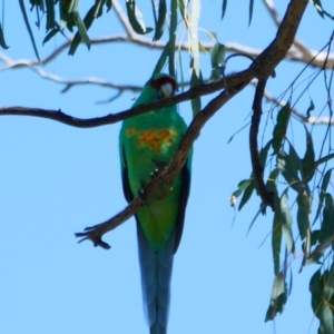 Barnardius zonarius at Collarenebri, NSW - 22 Apr 2022