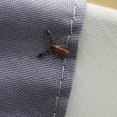 Pseudoscorpiones sp. (order) (TBC) at suppressed - 23 Apr 2022 by MB