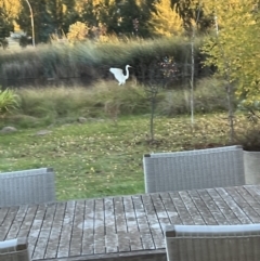 Ardea alba (Great Egret) at Murrumbateman, NSW - 7 May 2022 by SimoneC