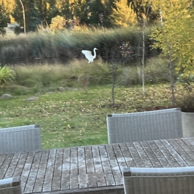 Ardea alba (Great Egret) at Murrumbateman, NSW - 7 May 2022 by SimoneC