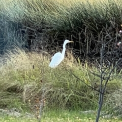 Ardea alba at Murrumbateman, NSW - 7 May 2022