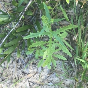 Senecio vulgaris at Mollymook Beach, NSW - 22 Apr 2022