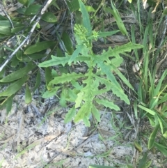 Senecio vulgaris at Mollymook Beach, NSW - 22 Apr 2022