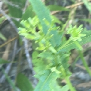 Senecio vulgaris at Mollymook Beach, NSW - 22 Apr 2022