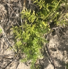 Asparagus aethiopicus 'Sprengeri' (Ground Asparagus Fern) at Mollymook Beach, NSW - 22 Apr 2022 by Tapirlord