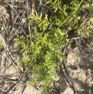 Asparagus aethiopicus 'Sprengeri' at Mollymook Beach, NSW - 22 Apr 2022