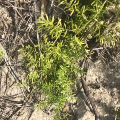 Asparagus aethiopicus 'Sprengeri' (Ground Asparagus Fern) at Mollymook Beach, NSW - 22 Apr 2022 by Tapirlord
