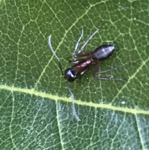 Camponotus sp. (genus) at Mollymook Beach, NSW - 21 Apr 2022